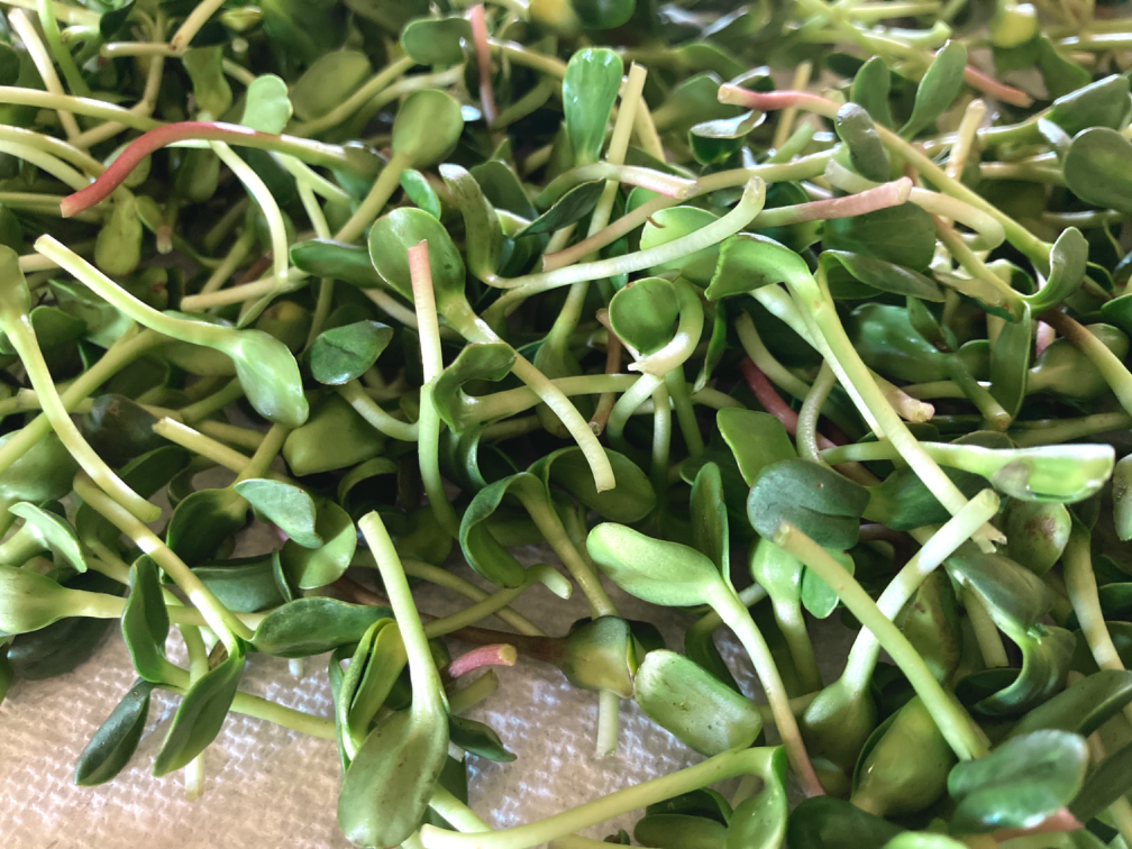 Sunflower Shoot Microgreens Market Wagon Online Farmers Markets Local Food Delivery