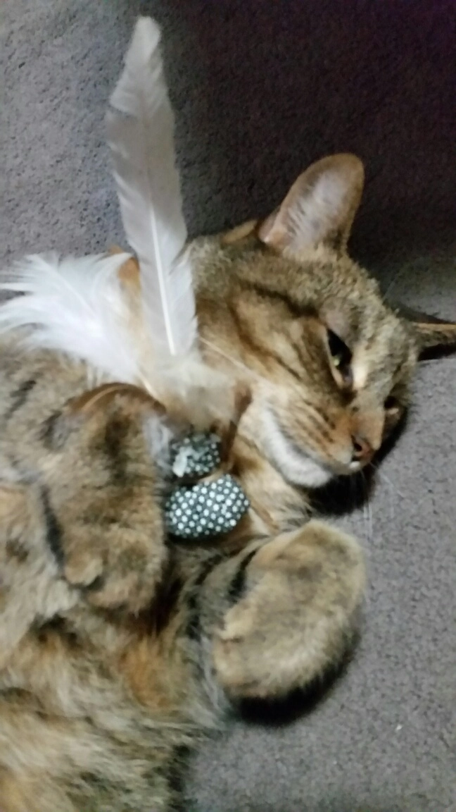 homemade-catnip-feather-toy
