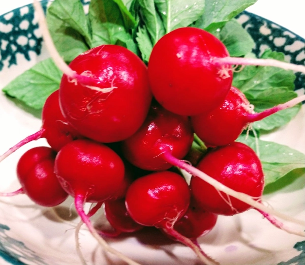 radish-summer-red
