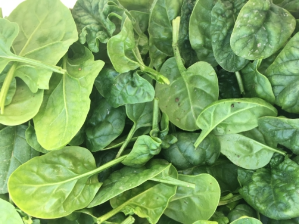 spinach-4lbs