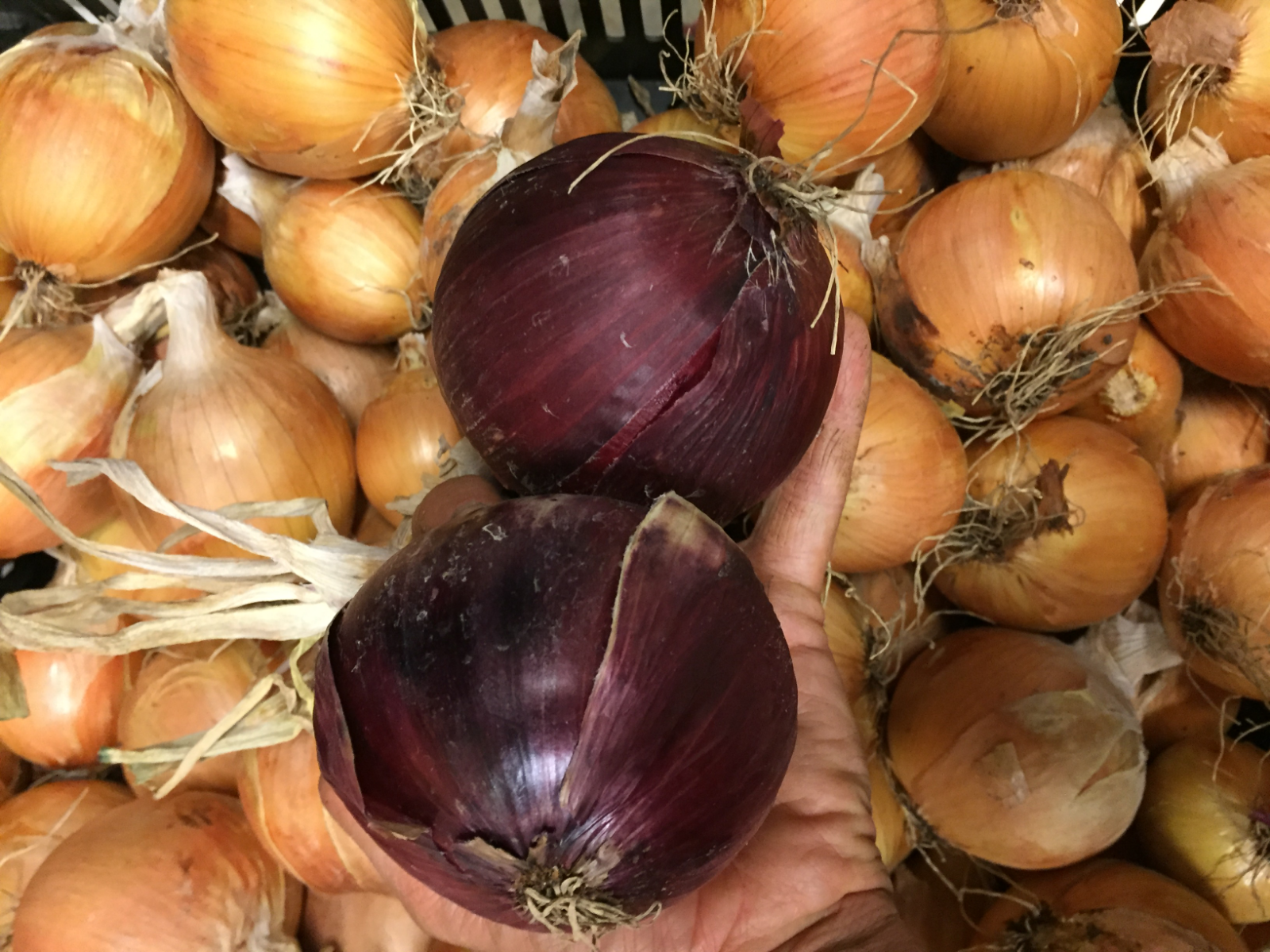onions-certified-organic