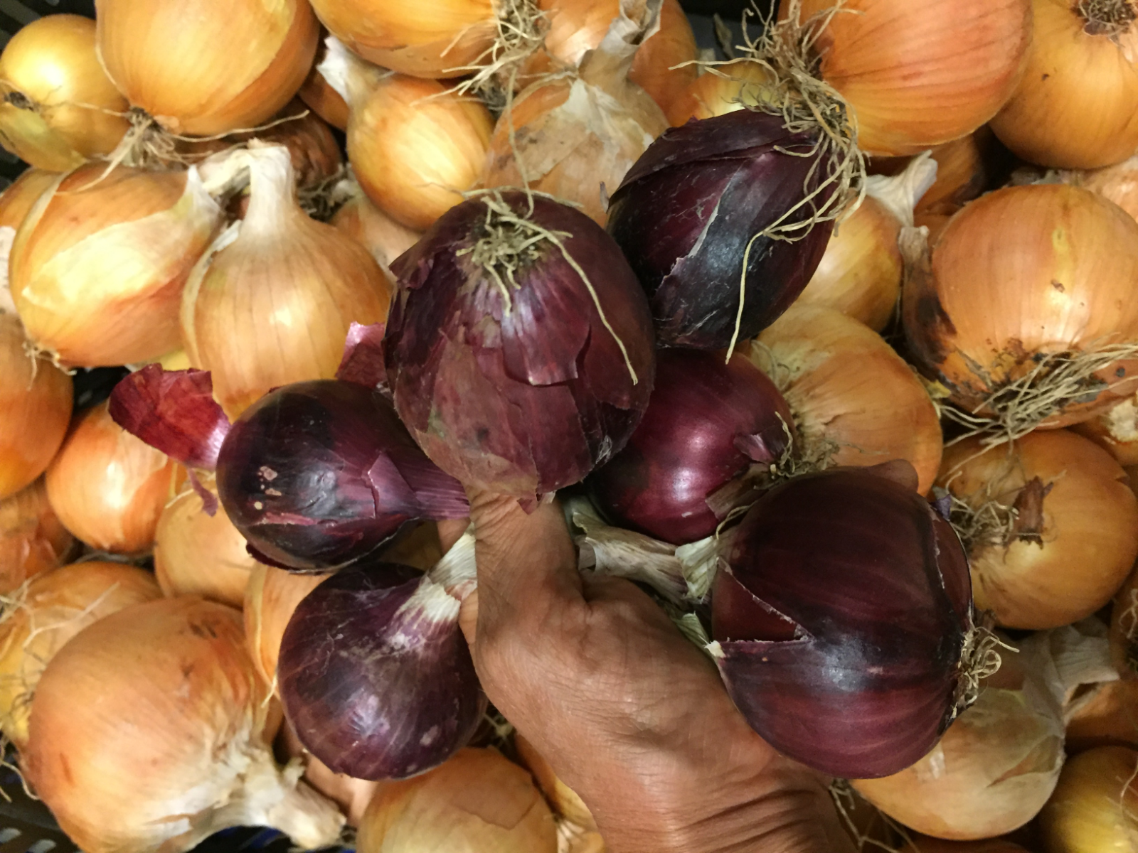 red-onions-certified-organic-medium-size