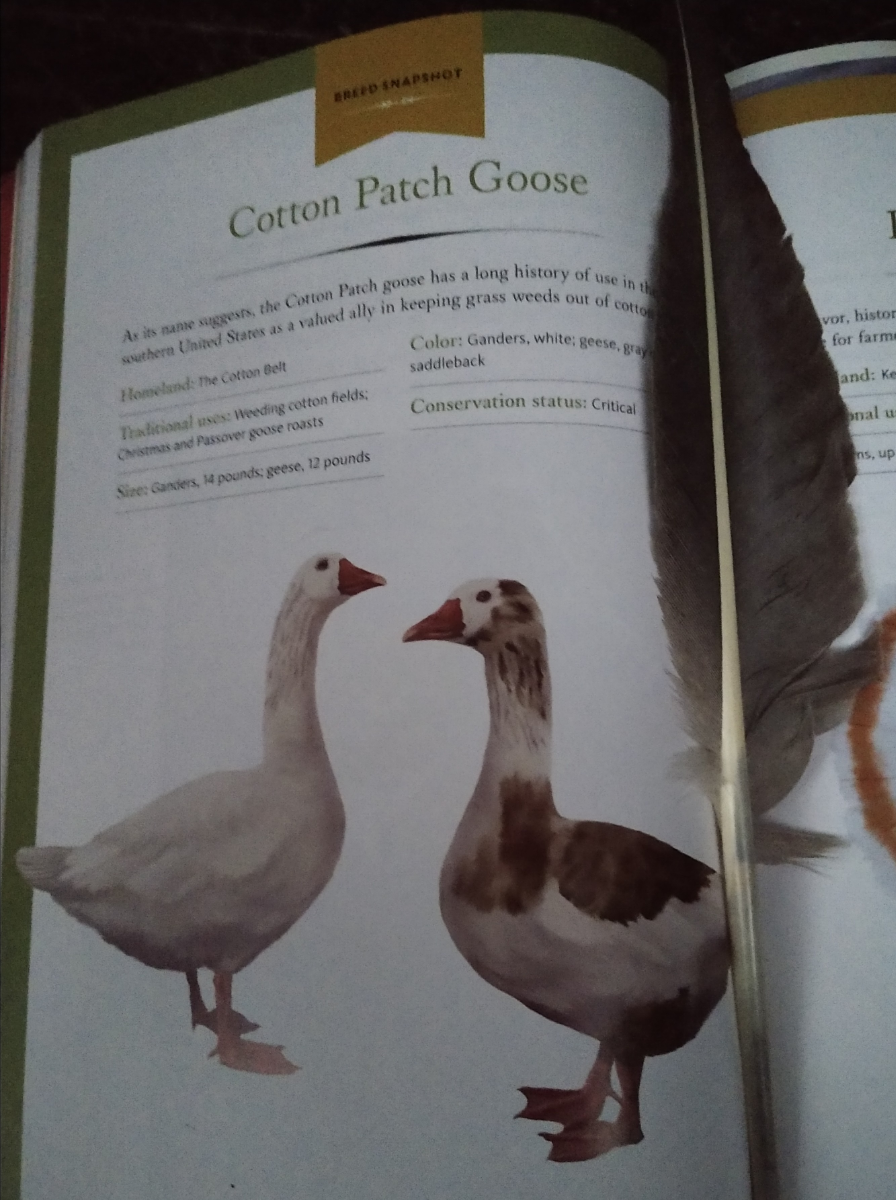 quill-pen-rare-cotton-patch-goose-2