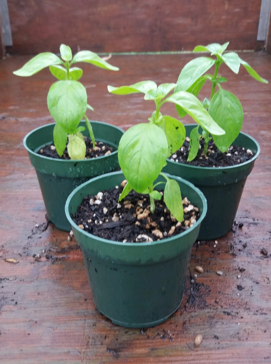 potted-herbs-basil