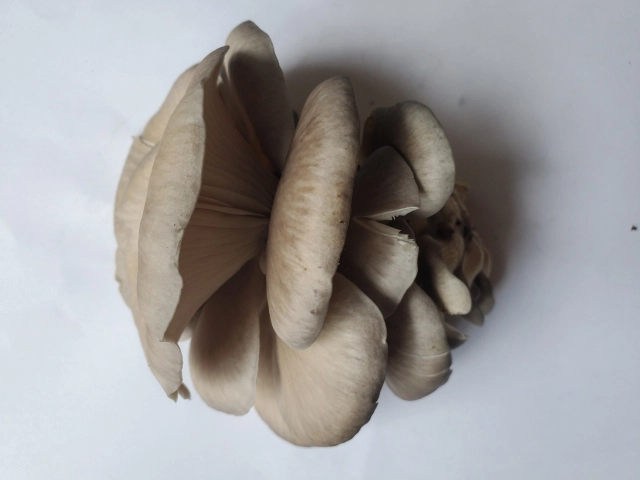 oyster-mushrooms-12-lb
