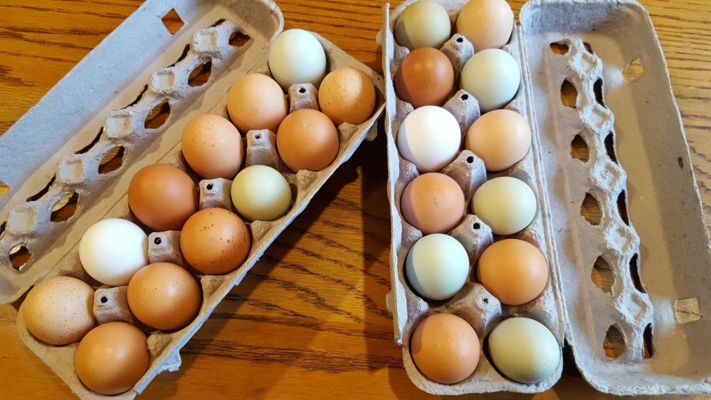 freerange-multicolored-eggs
