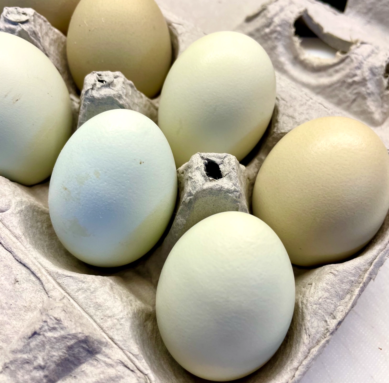 organic-green-and-blue-eggs--have-green-eggs-and-ham-