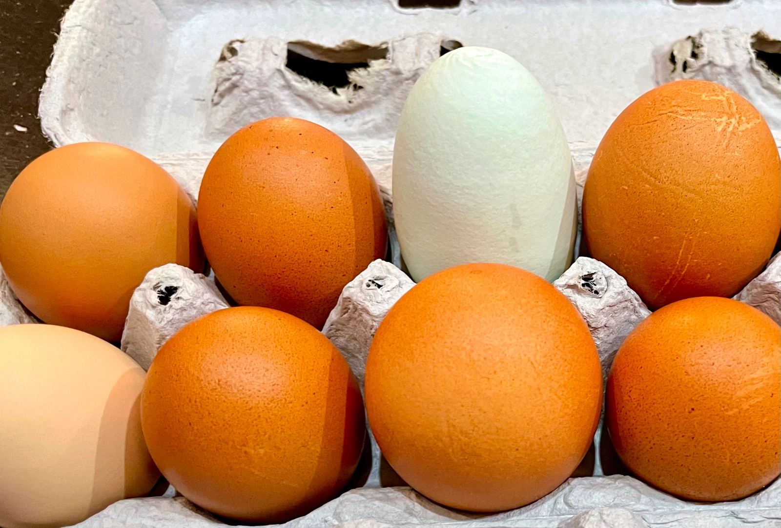 jumbo-organic-eggs-