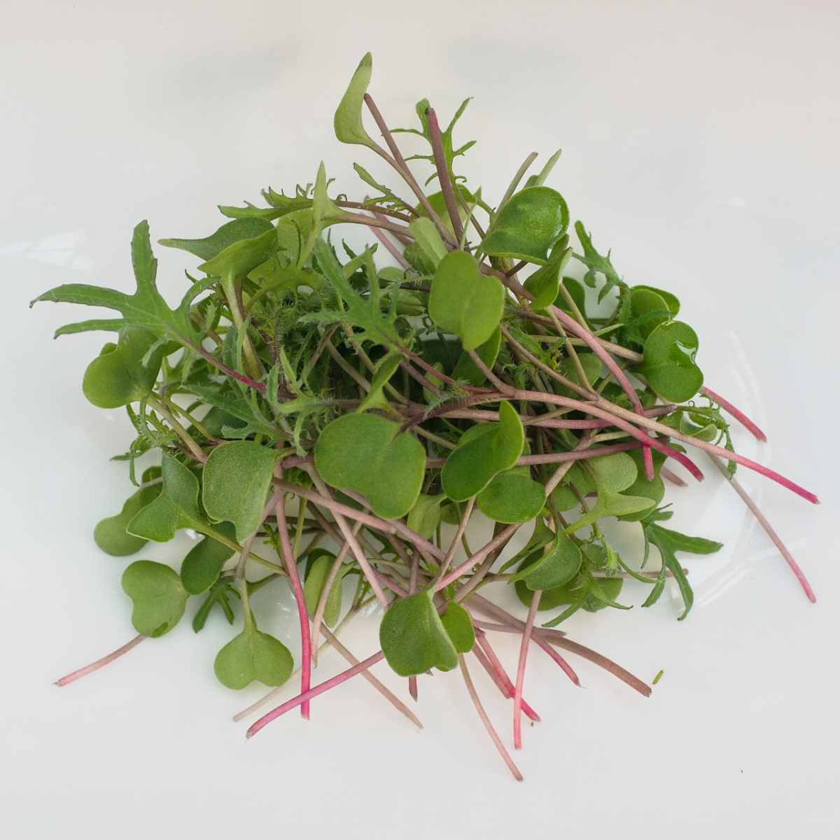 red-russian-kale-microgreens-new-product