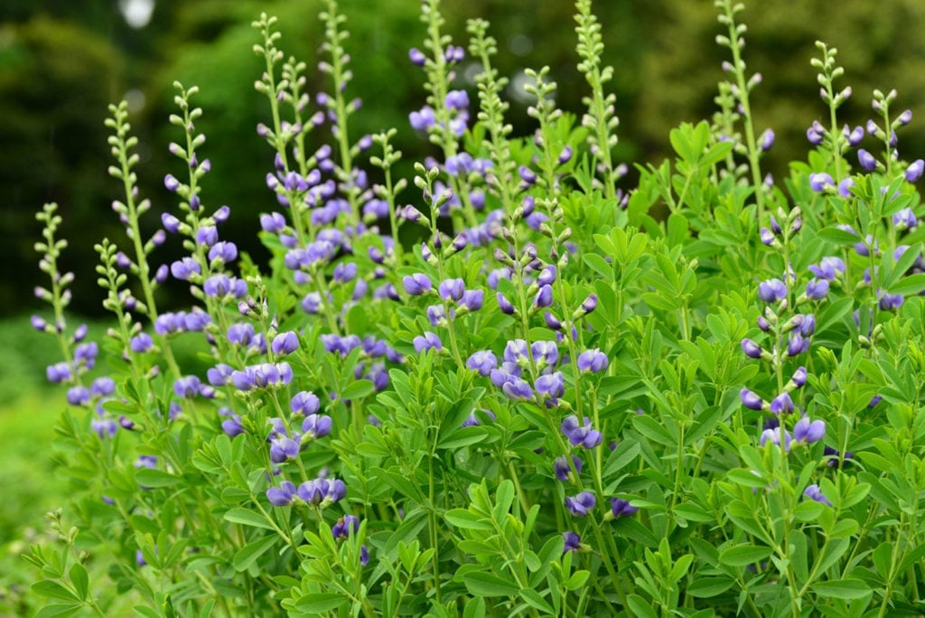 blue-indigo-plant-seed-podsa-spectacular-native-10-pods
