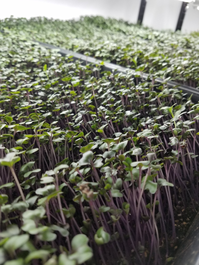 red-cabbage-microgreen--2