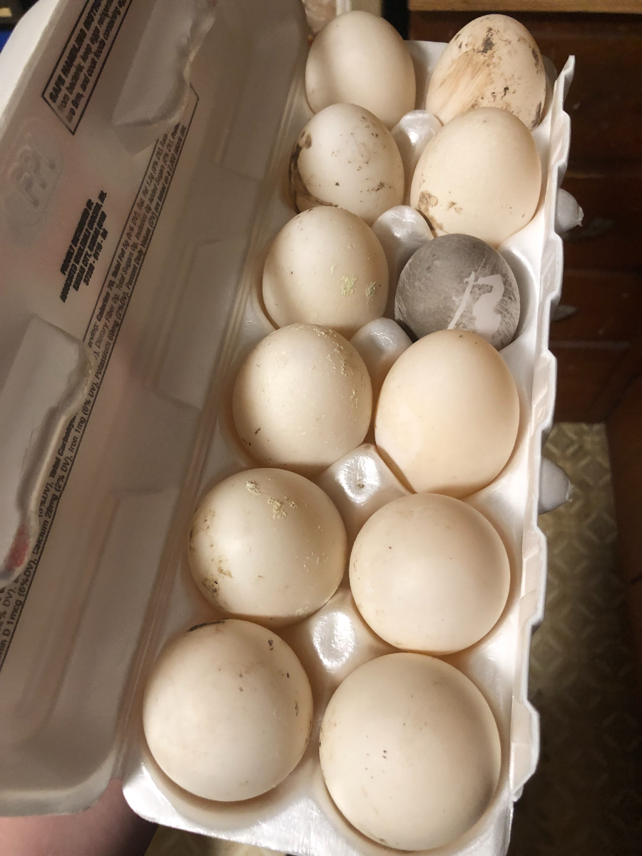pastured-duck-eggs