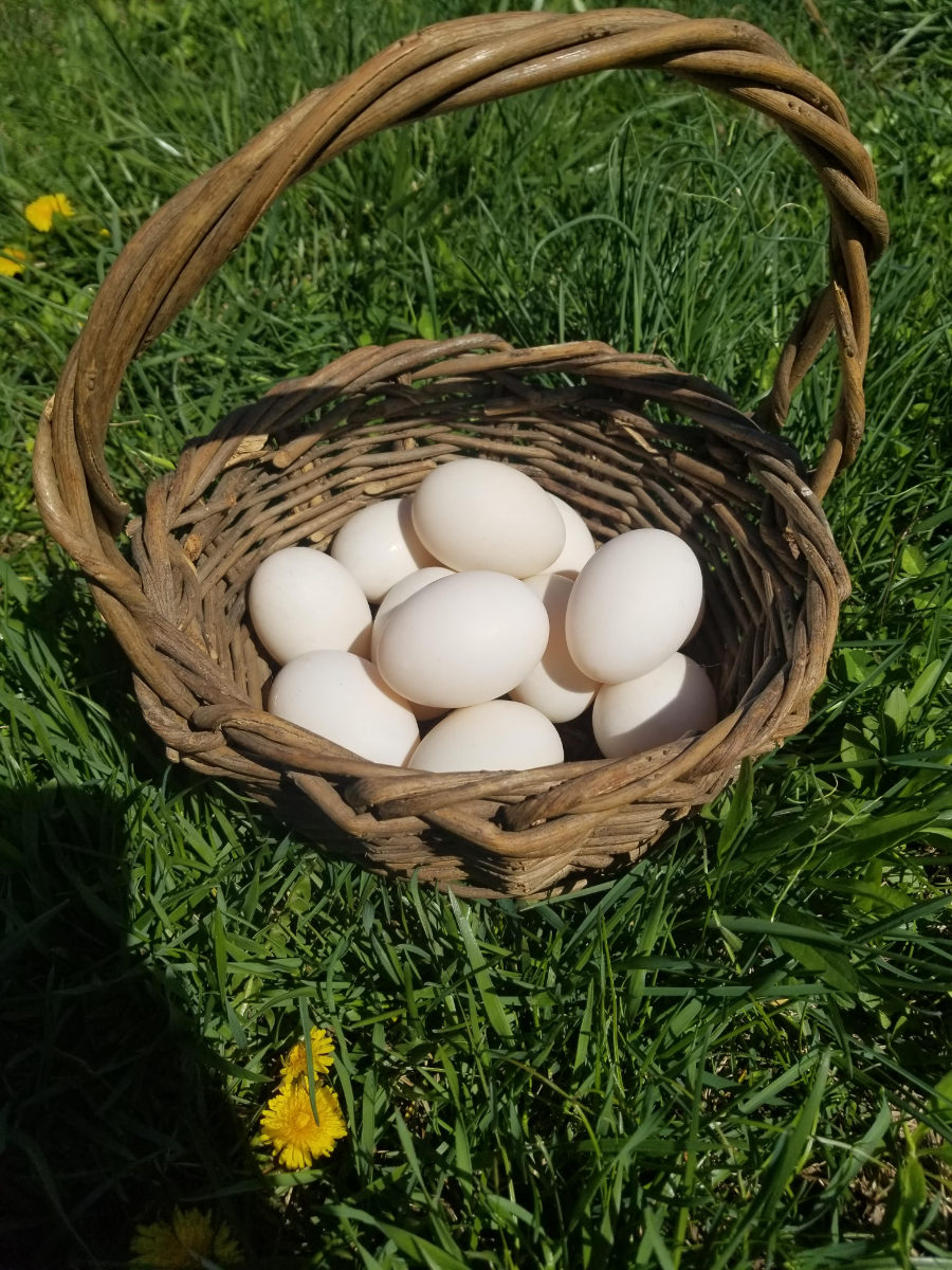 1-dozen-duck-eggs-2