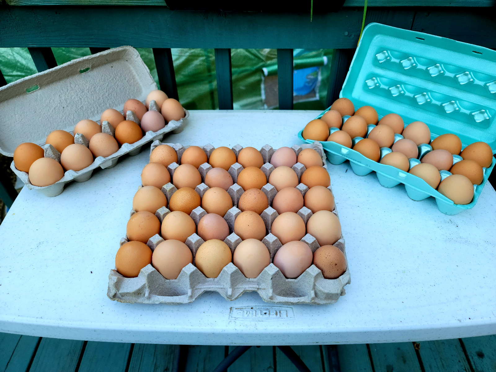 farm-fresh-eggs-1-dozen-2