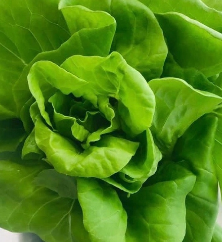 butterhead-lettuce-aquaponically-grown