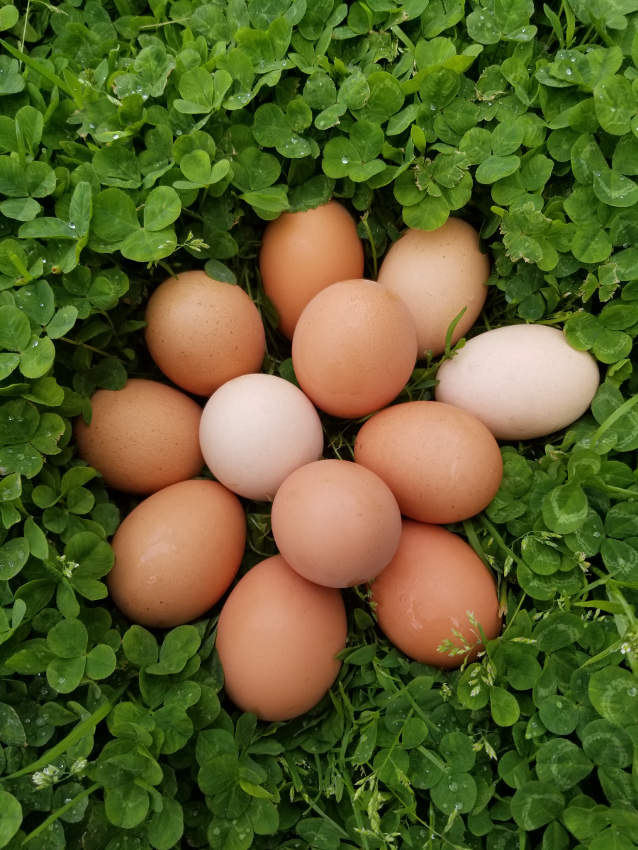 chicken-eggs-soyfree-organic-fed