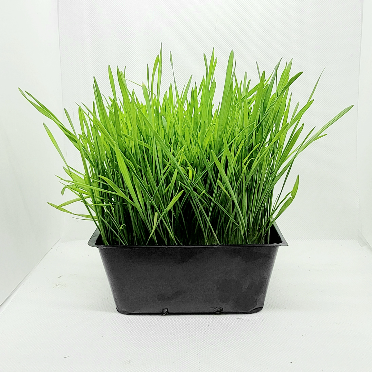 live-wheatgrass-pet-grass-5x5-
