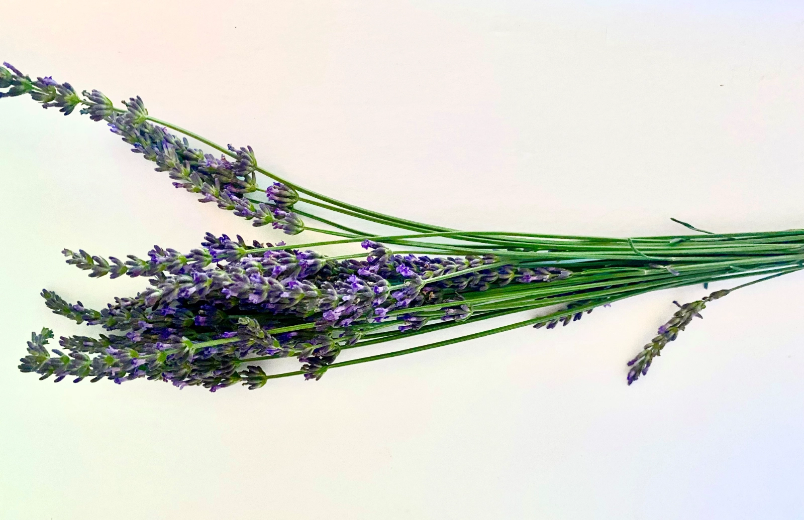 lavender-1-fresh-cut-bunch