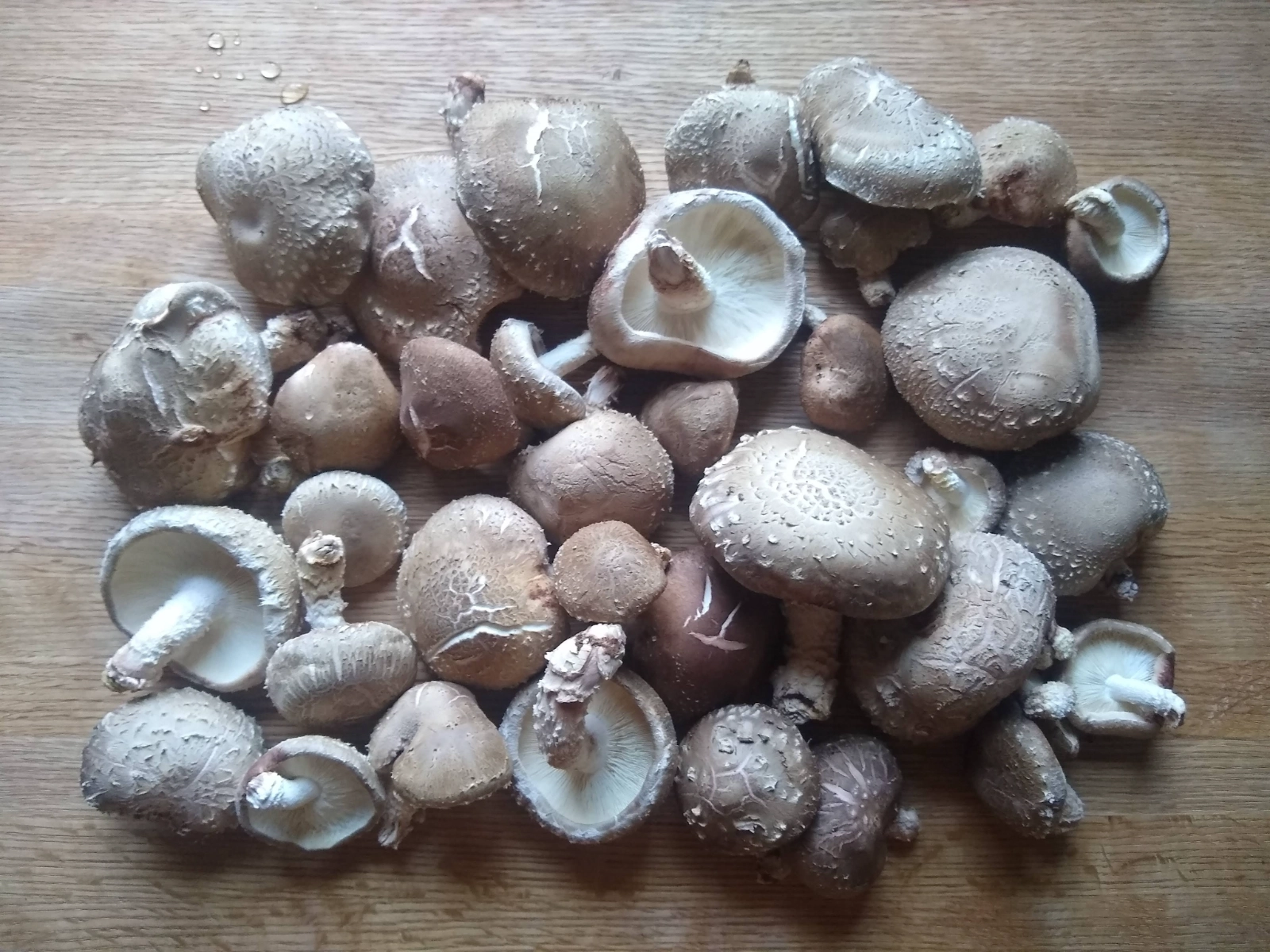 1-lb-log-grown-shiitake-mushrooms