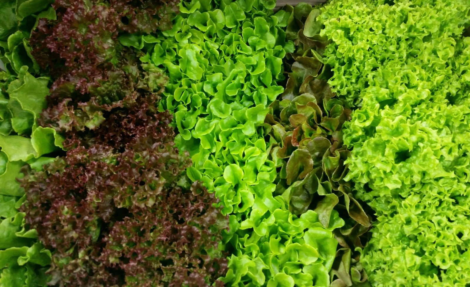 lettuce-bundle-3-head-variety