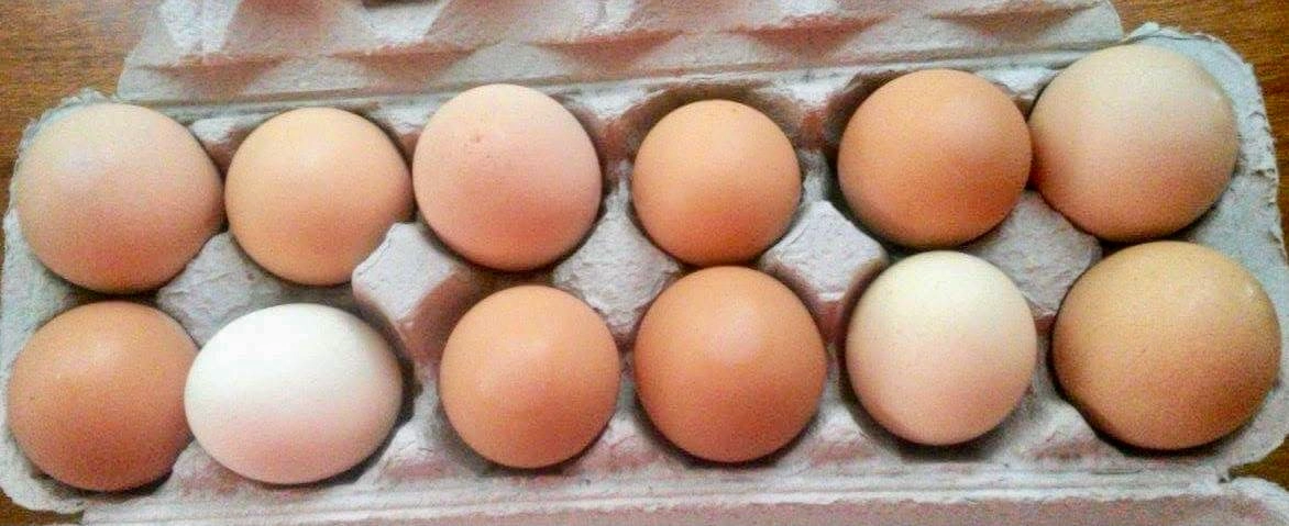 large-eggs-1-dozen-free-range-pasture-raised