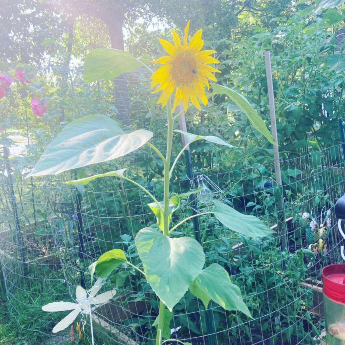 mammoth-sunflower-seeds-
