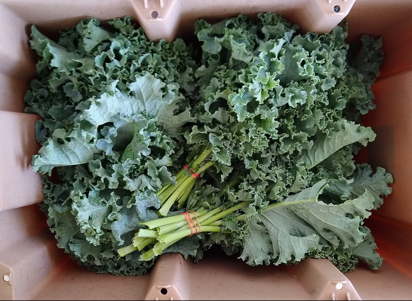 curly-kale-bunched