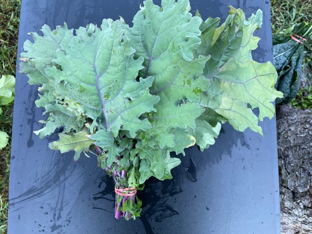 bunch-of-red-russian-kale