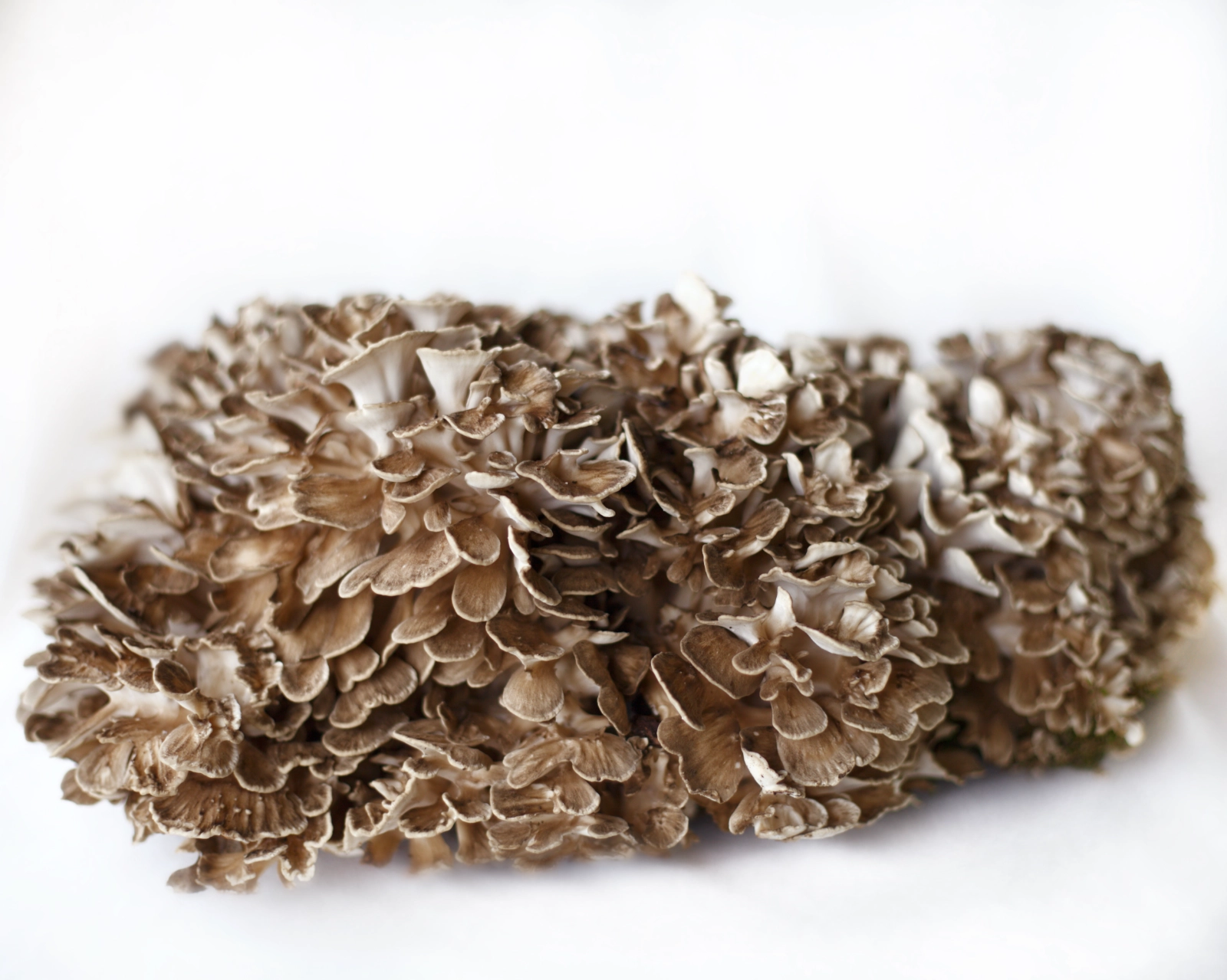 wild-maitake-mushrooms-12-lb