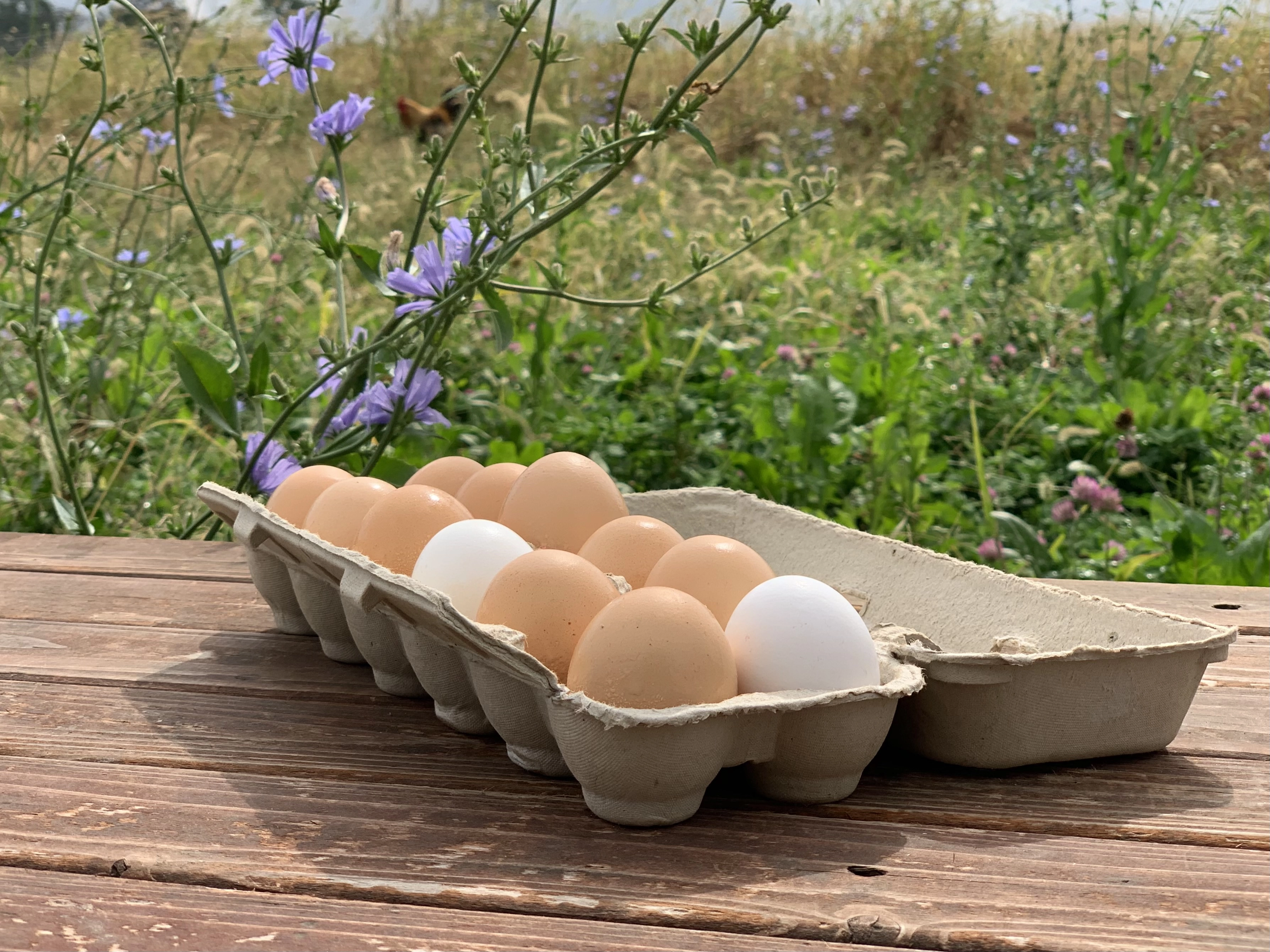 pasture-raised-chicken-eggs-3