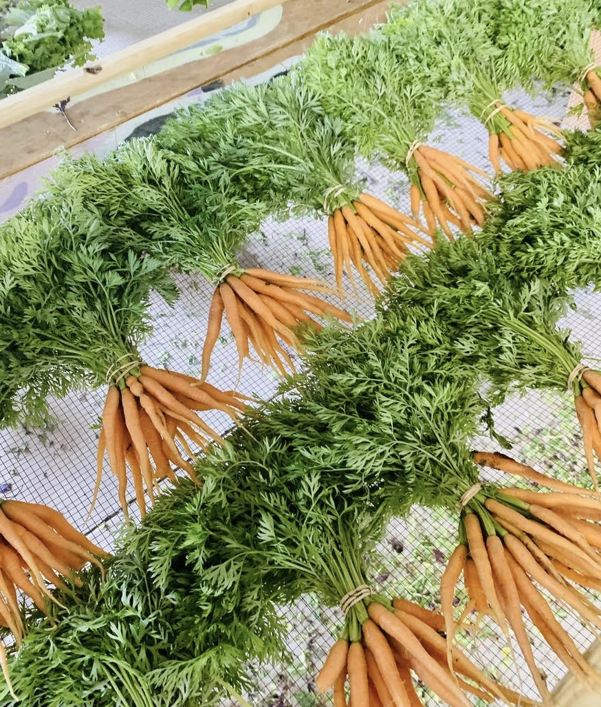 carrot-bunch-orange-coreless-nantes-greens-removed