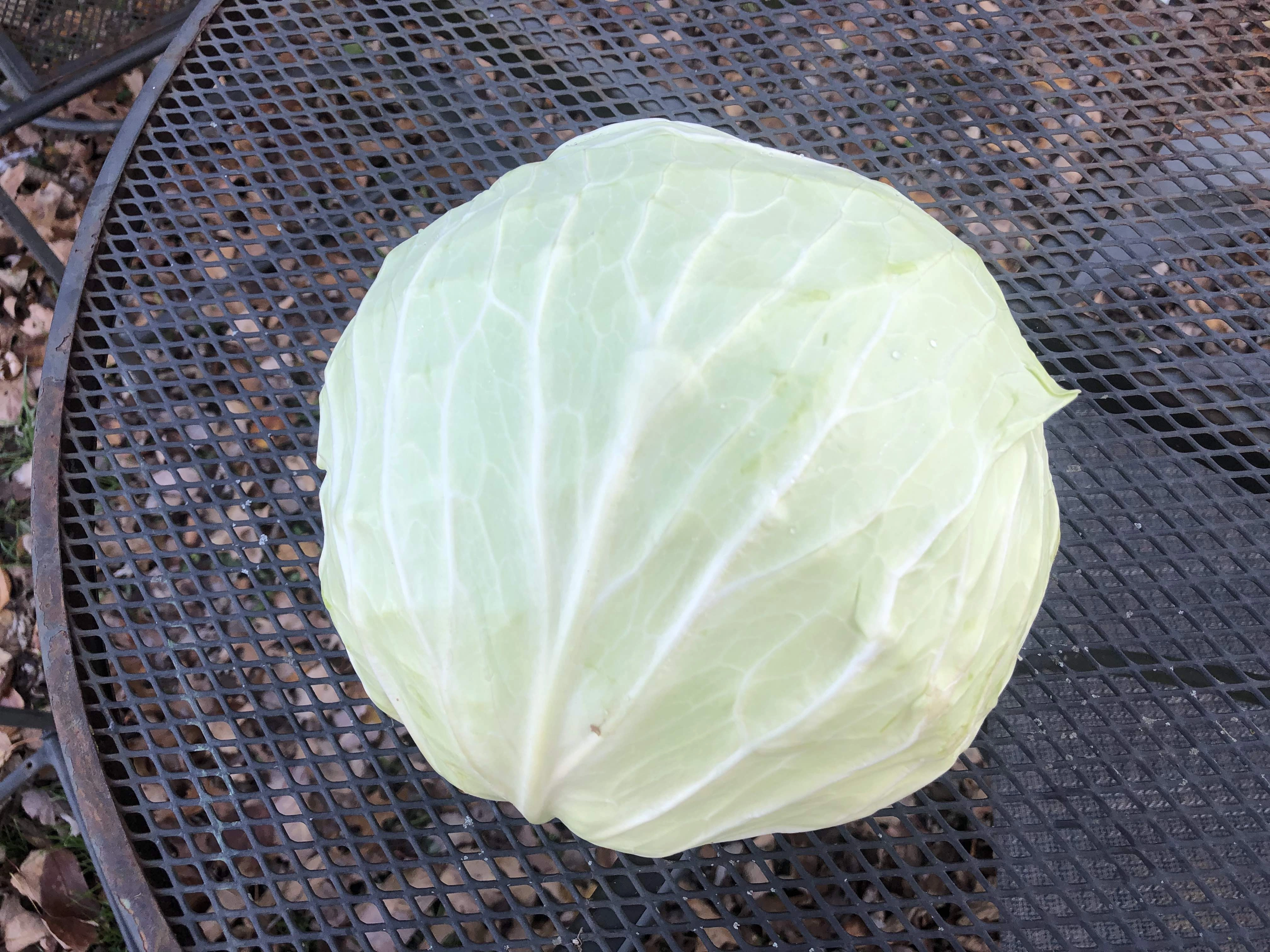 head-of-cabbage--2