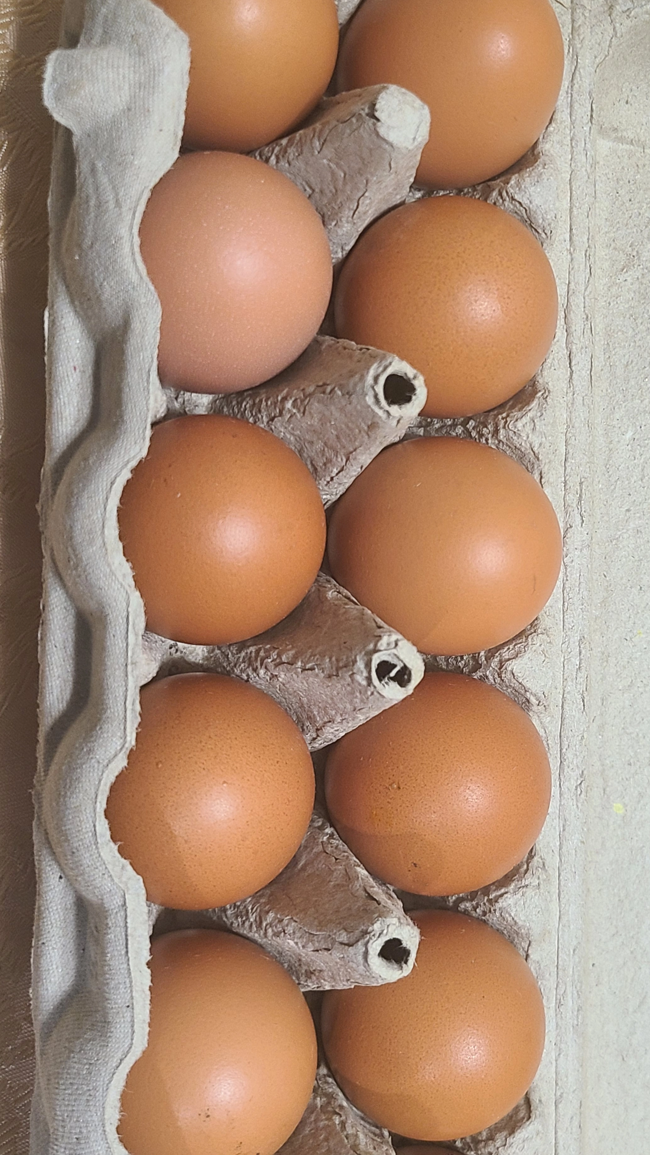 large-chicken-eggs-one-dozen