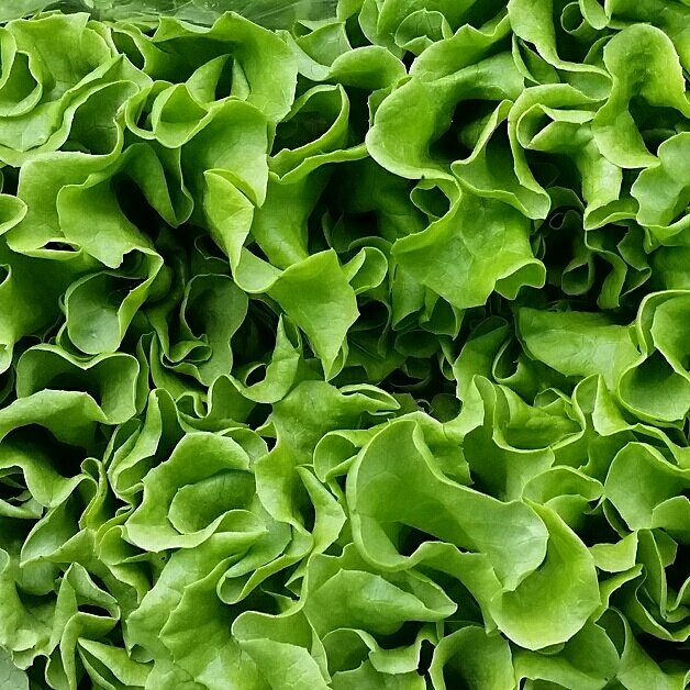crispy-leaf-lettuce