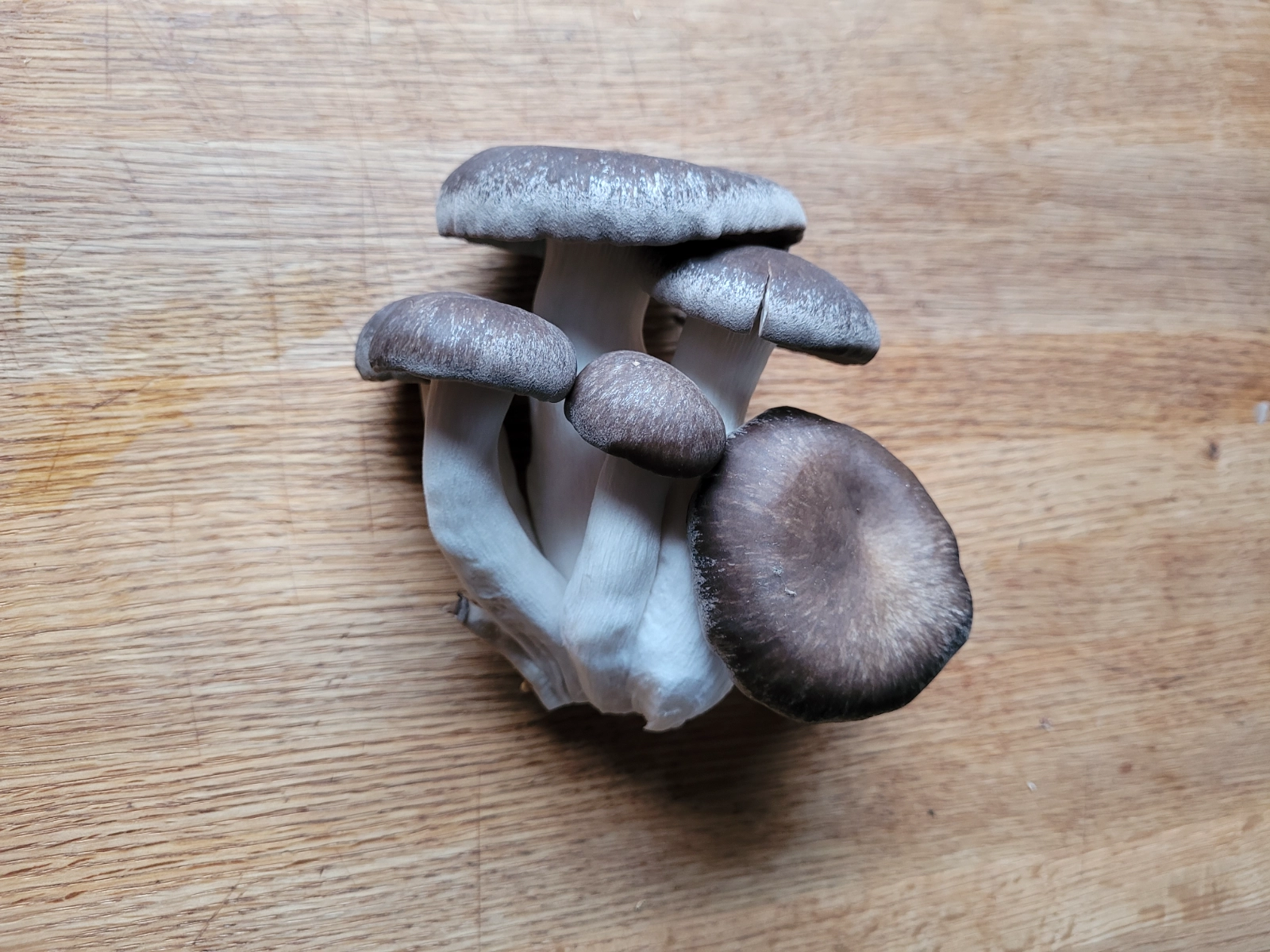 14-lb-black-king-oyster-mushrooms