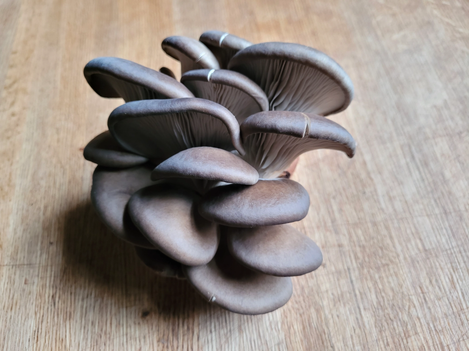 14-lb-blue-oyster-mushrooms
