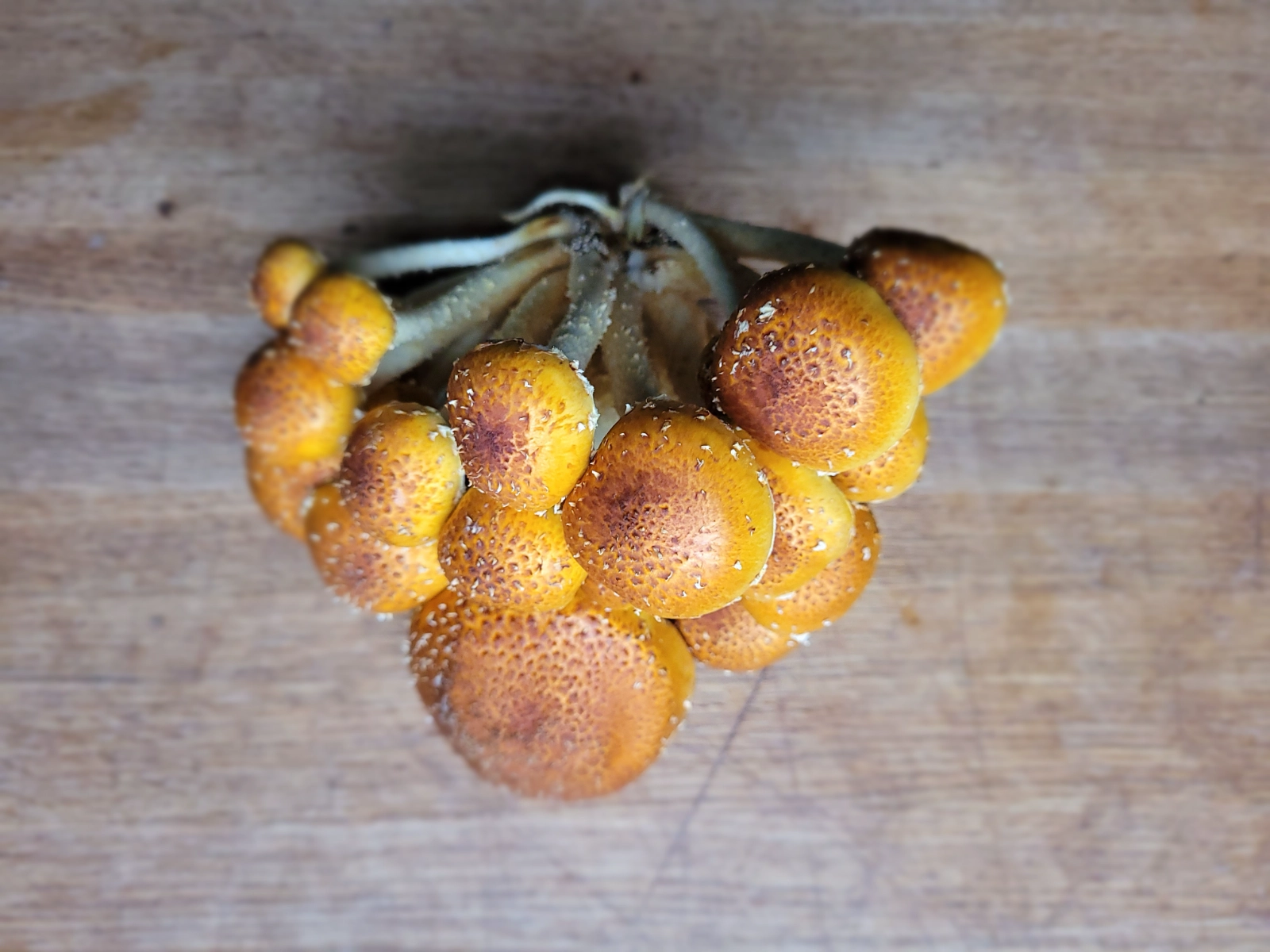 14-lb-chestnut-mushrooms-2