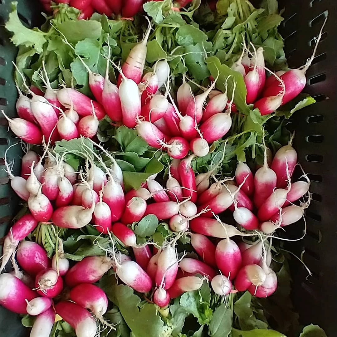 fresh-radish-bunch-cert-organic