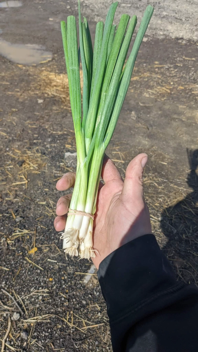 green-onions-47