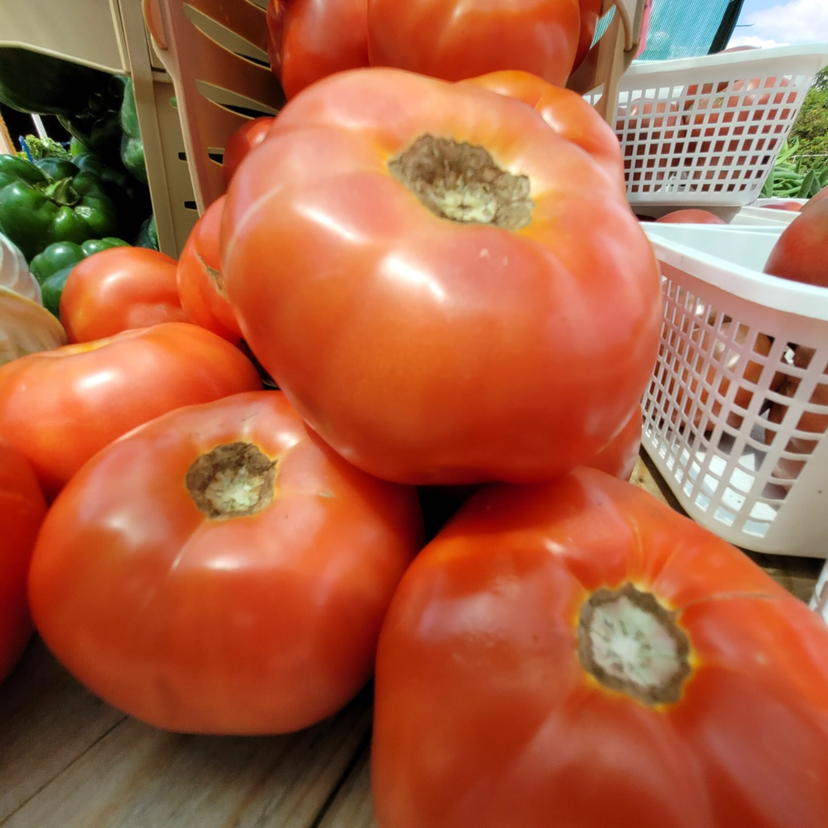 beefsteak-tomato-4
