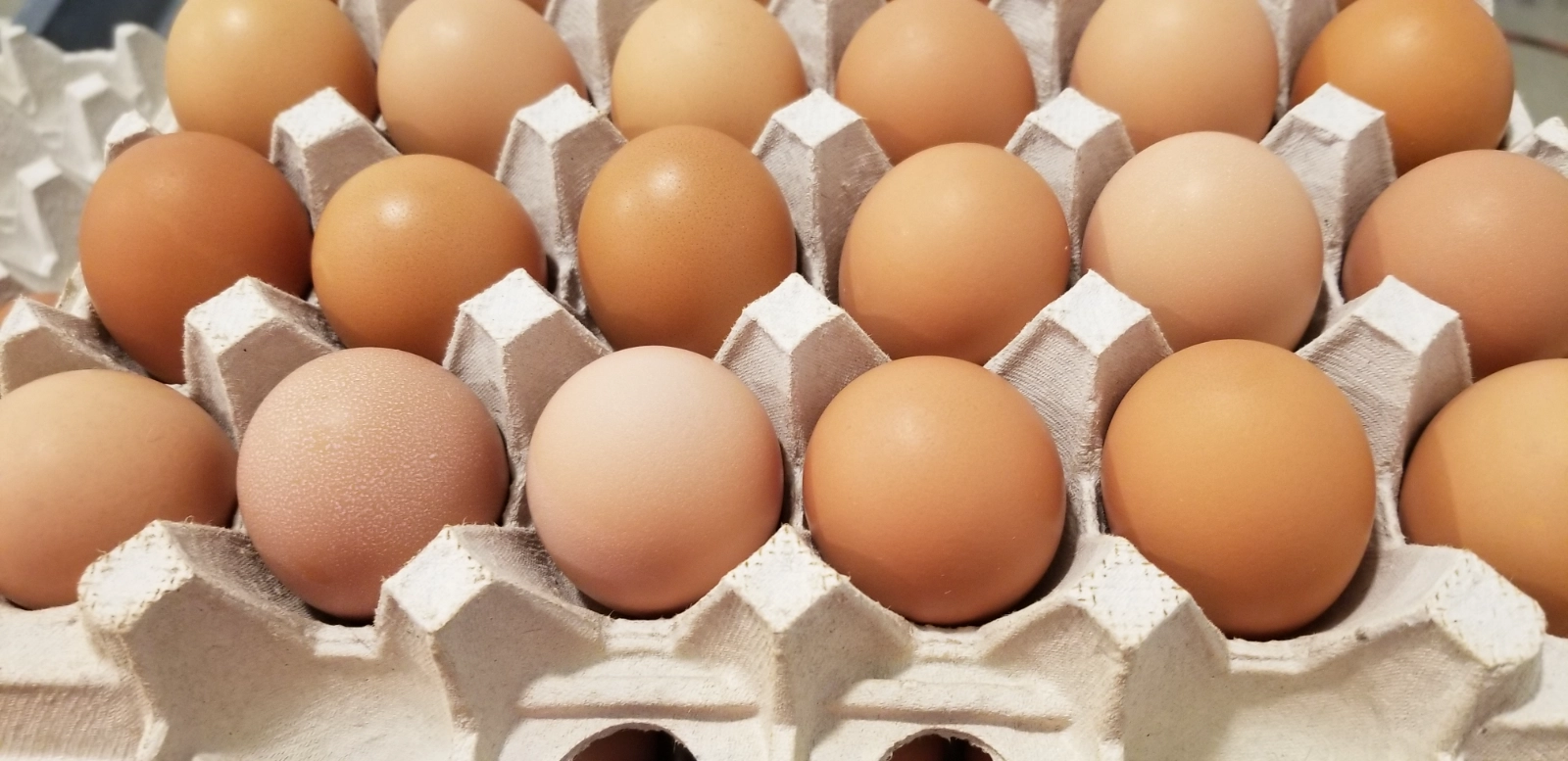 1-dozen-chicken-eggs-large