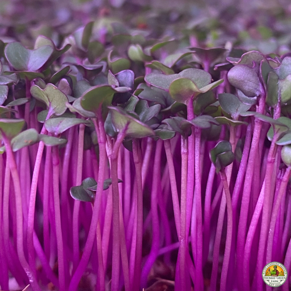 organic-purple-vienna-kohlrabi-microgreens