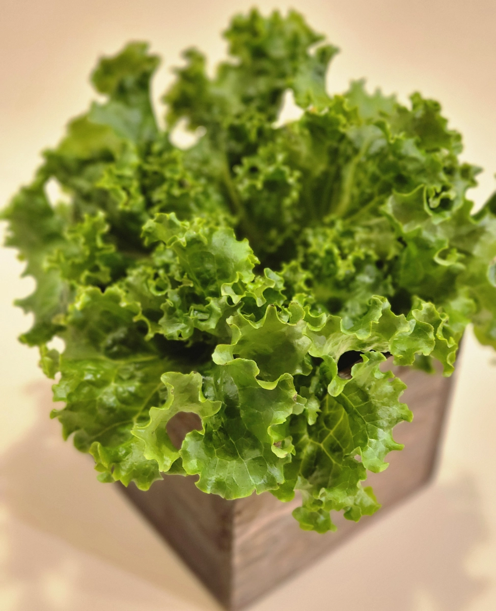 live-green-star-lettuce-hydroponically-grown-single-head-with-root-on