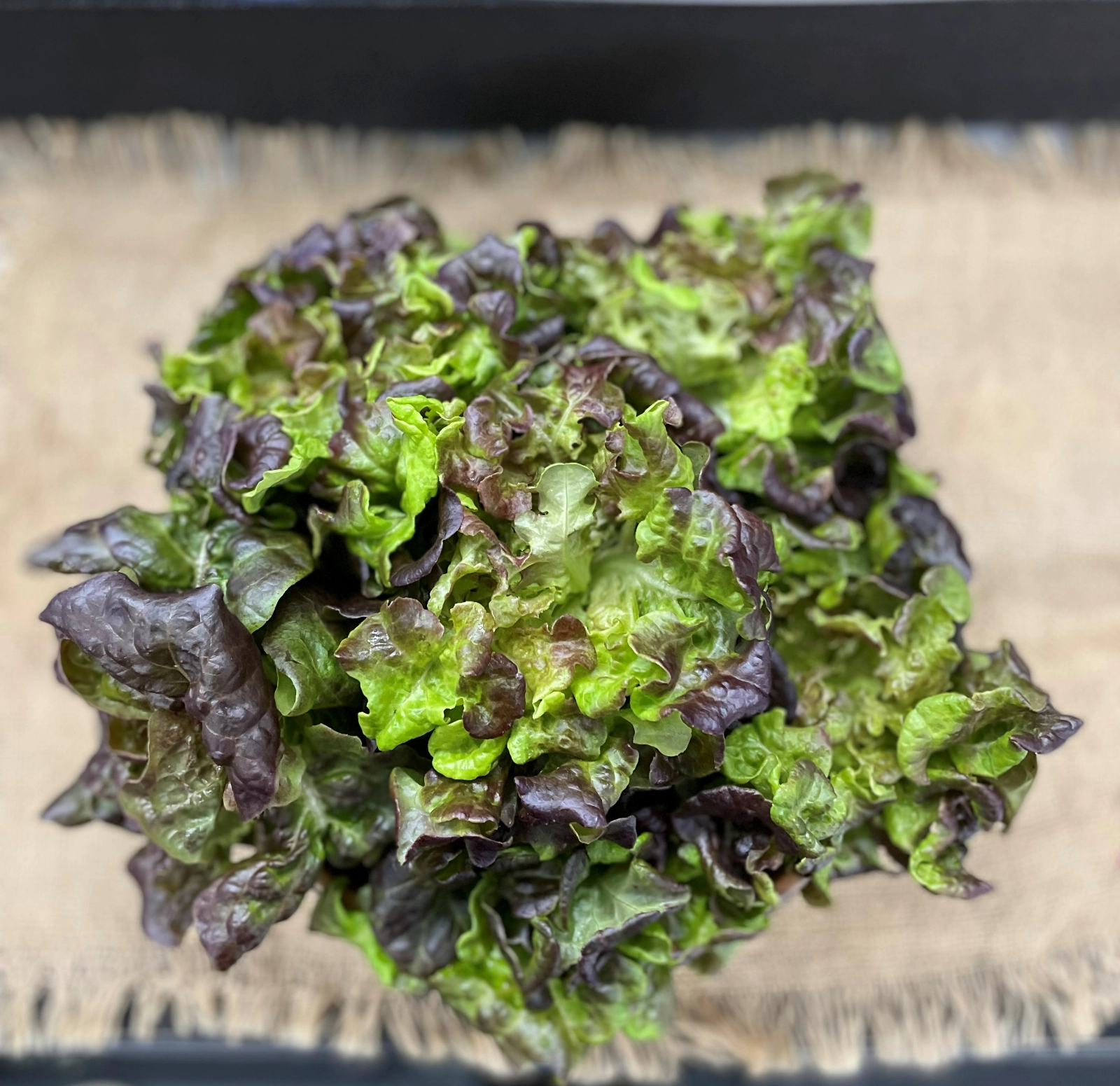 live-red-oak-leaf-lettuce-hydroponically-grown-single-head-with-root-on