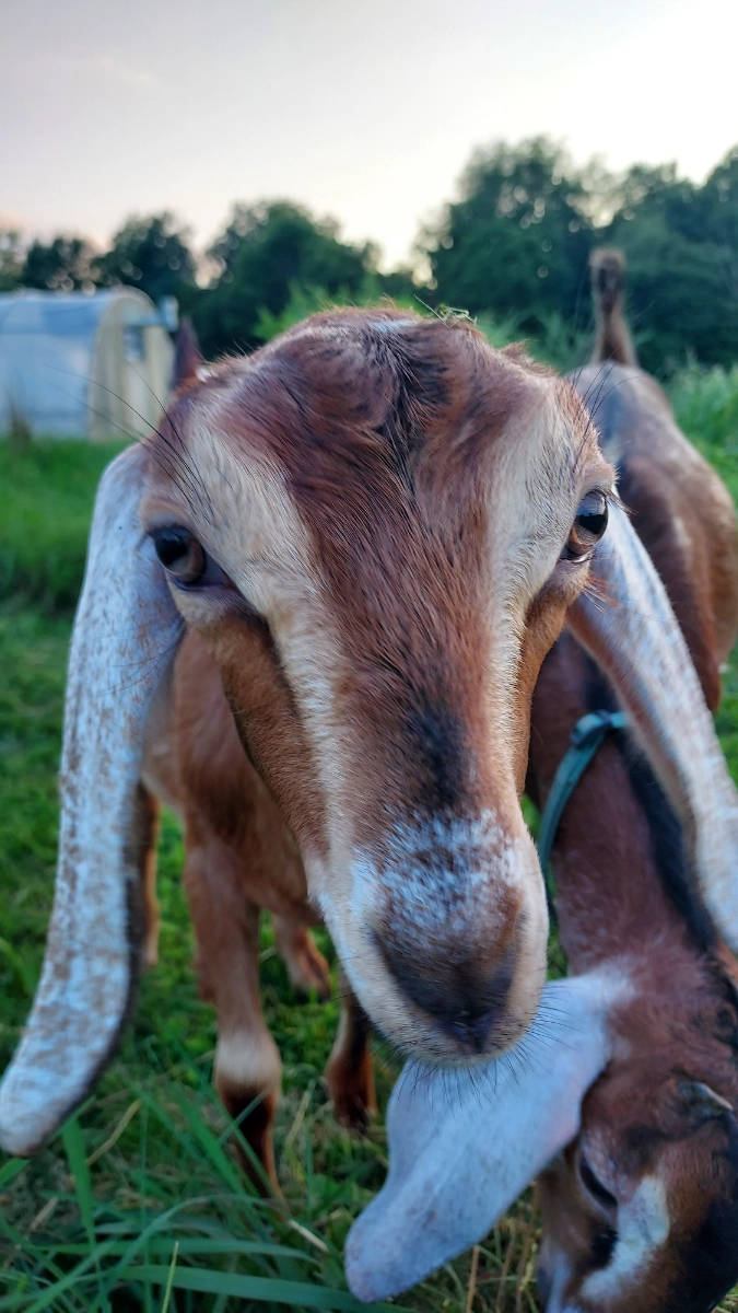 raw-goat-milk-not-for-human-consumption-