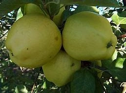 honeycrisp-apples-1-pound