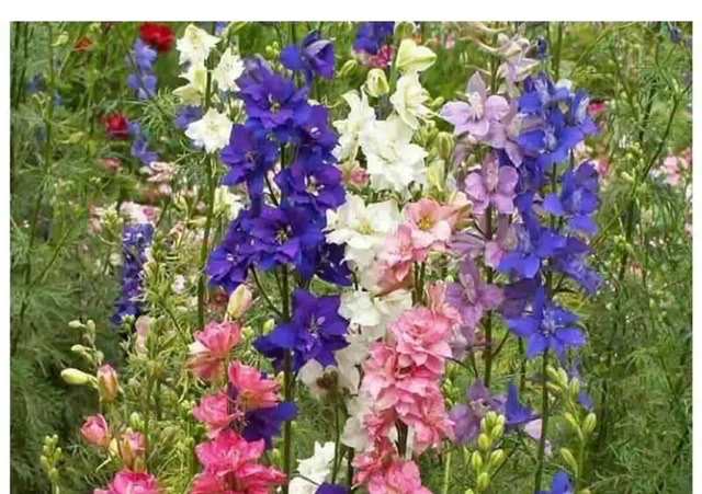 larkspur-giant-imperial-mix-flower-seeds-delphinium-150-seeds-bee-pollinator-favorite