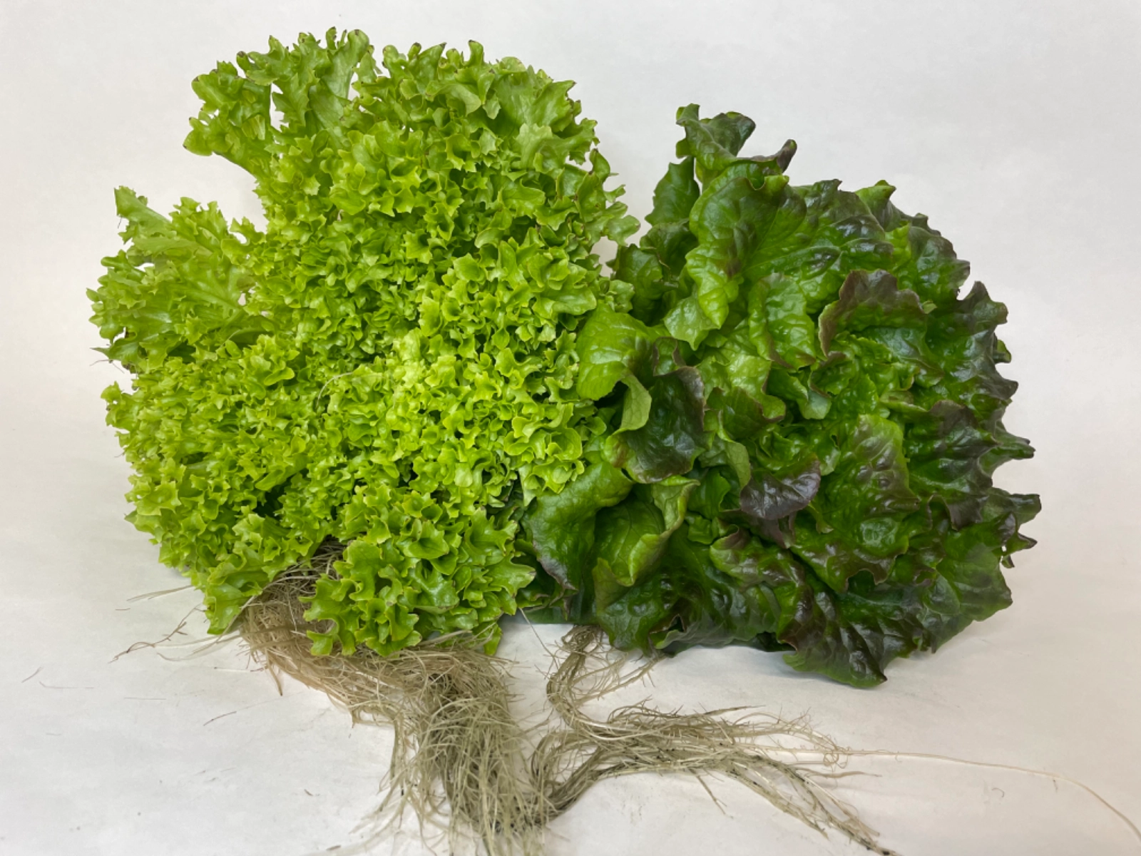 two-heads-of-various-salanova-lettuce-