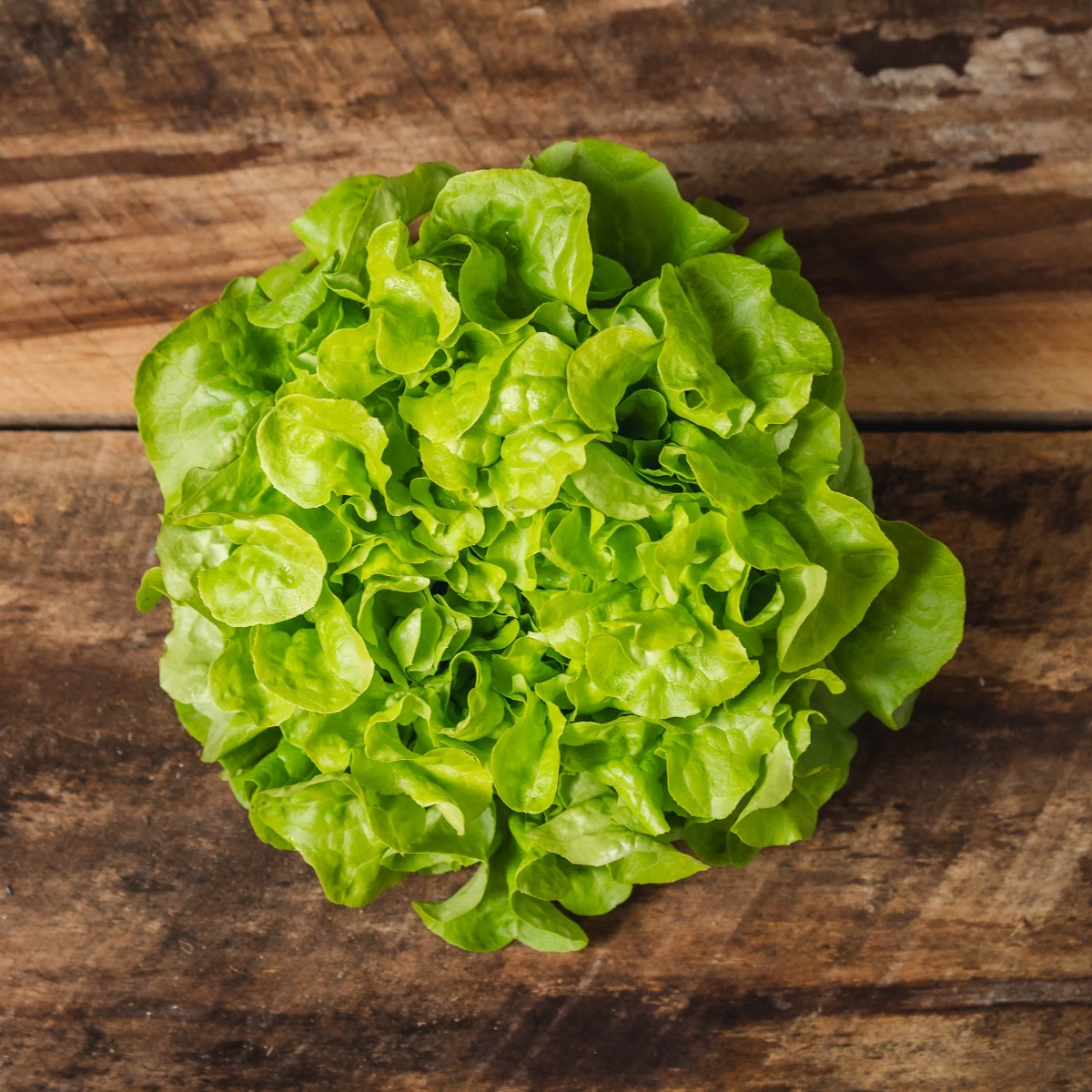lettuce-panisse-head