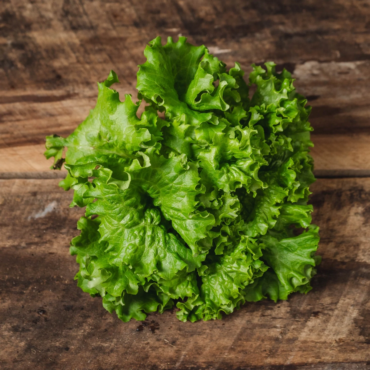 lettuce-green-leaf-head